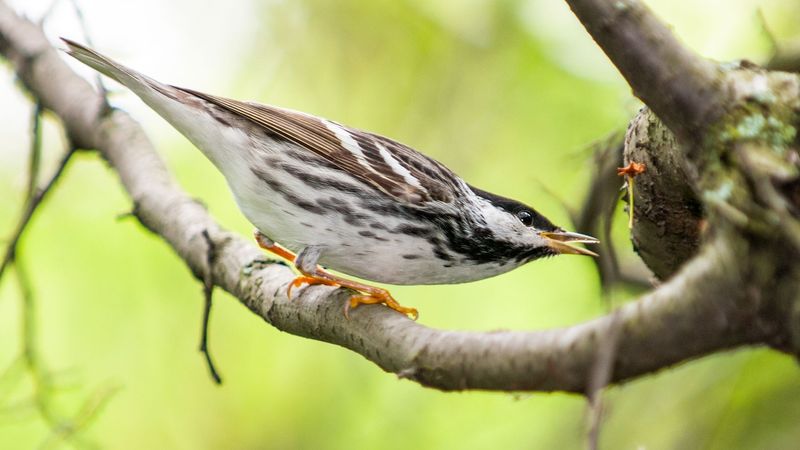From Boreal Forests To Tropical Paradise
