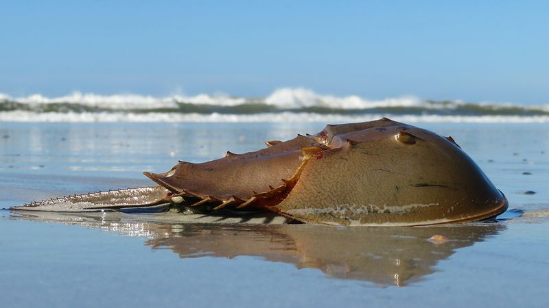 Evolution's Perfect Design: Horseshoe Crab