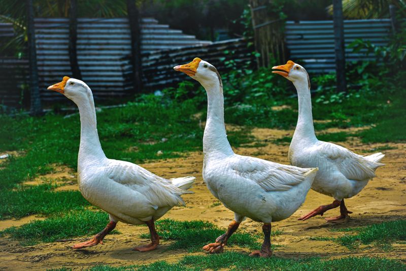 Lawn Mowers With Feathers: Geese