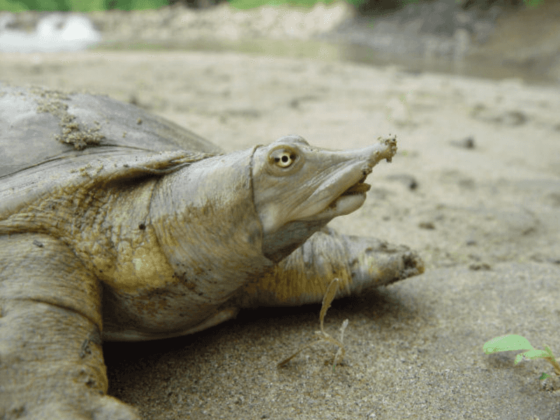 Pancake On The Move: The Softshell Turtle