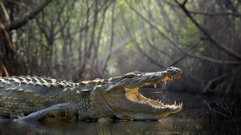 Evolutionary Marvels: Crocodiles