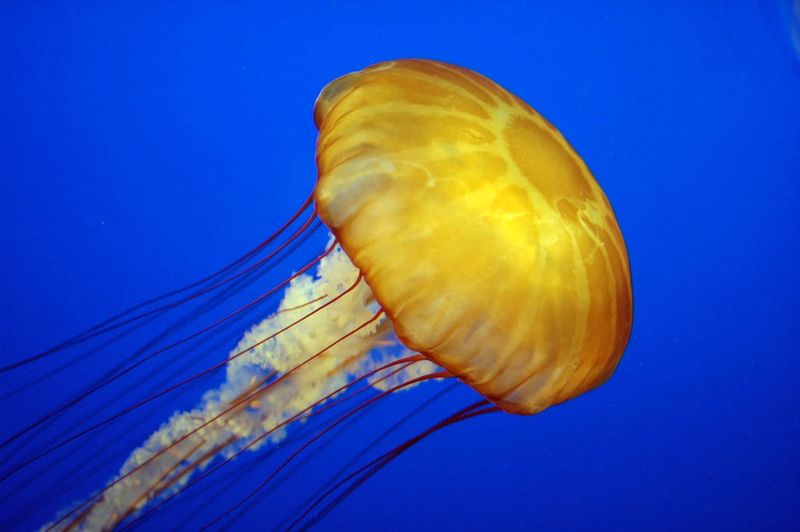 Jellyfish: Ancient Drifters Of The Deep