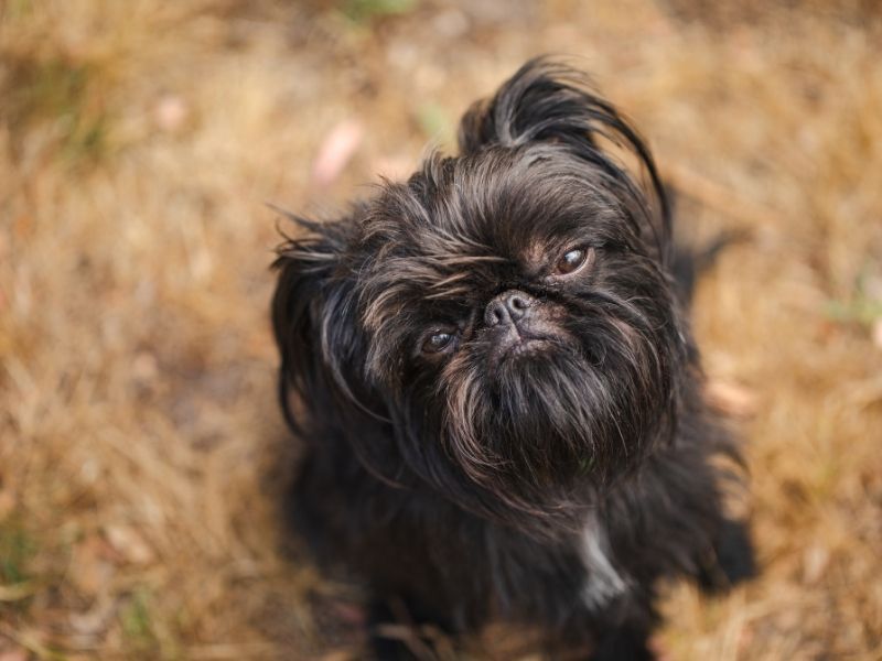 Brussels Griffon's Expressive Elf Face