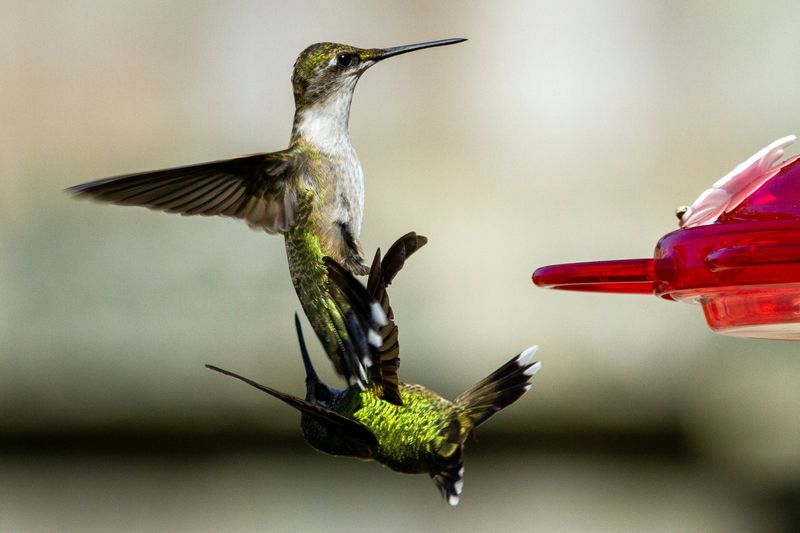 Too Close To Other Feeders