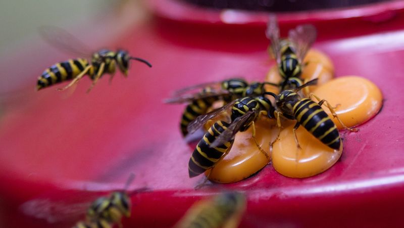 Next To Wasp Or Hornet Nests