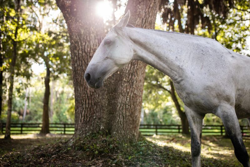 Officially Recognized As Florida's Heritage Horse