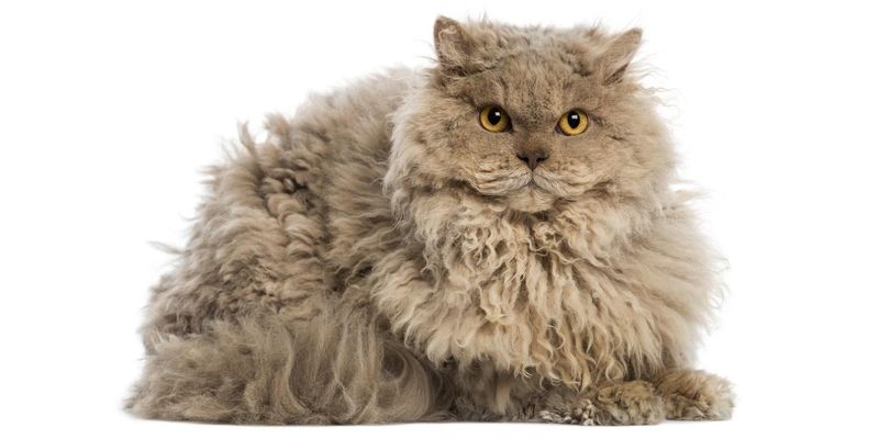 Selkirk Rex: Sheep in Cat's Clothing