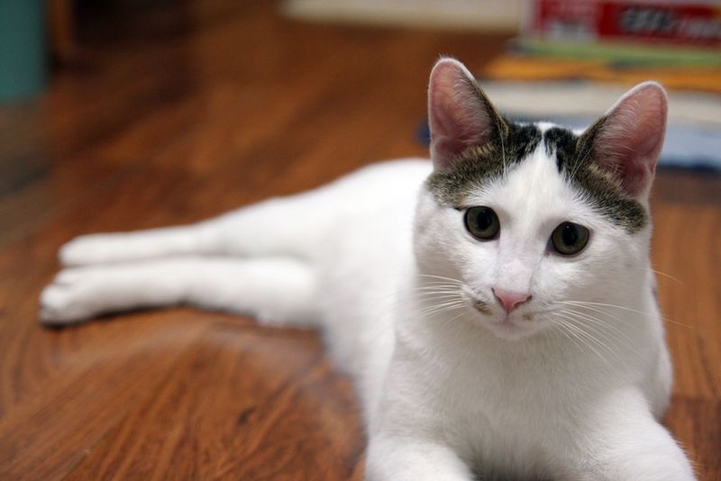 Japanese Bobtail: Cultural Space-Givers