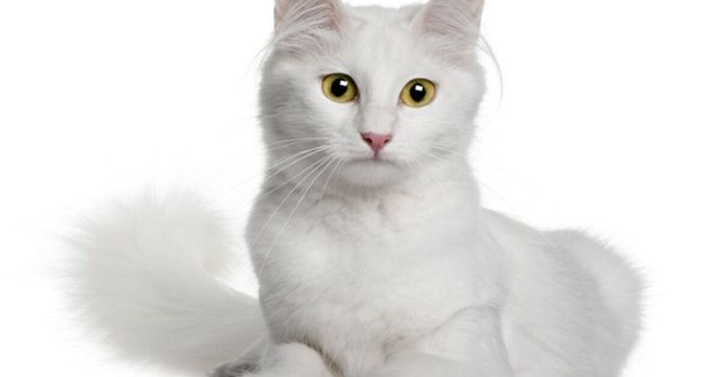 Turkish Angora