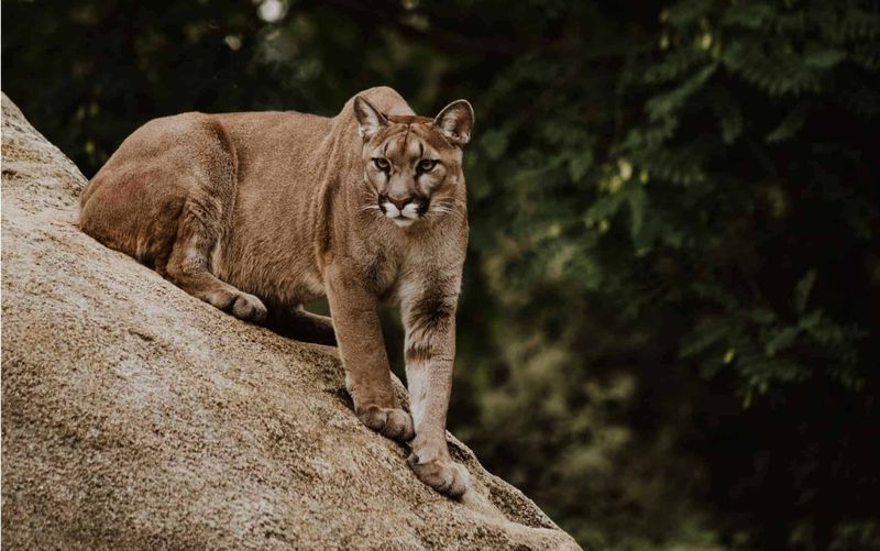 Nevada – Great Basin National Park