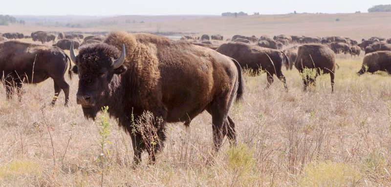 Oklahoma's Tallgrass Prairie Preserve Celebrates 30 Years Of Bison