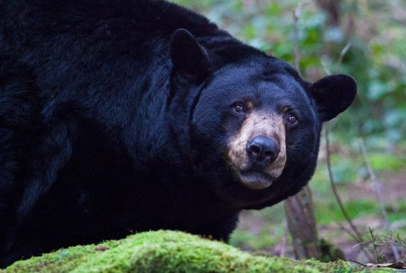 Illinois: Land of Lincoln, Not Bears