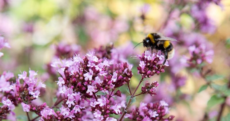 Why Bumblebees Thrive In Wildflower Meadows