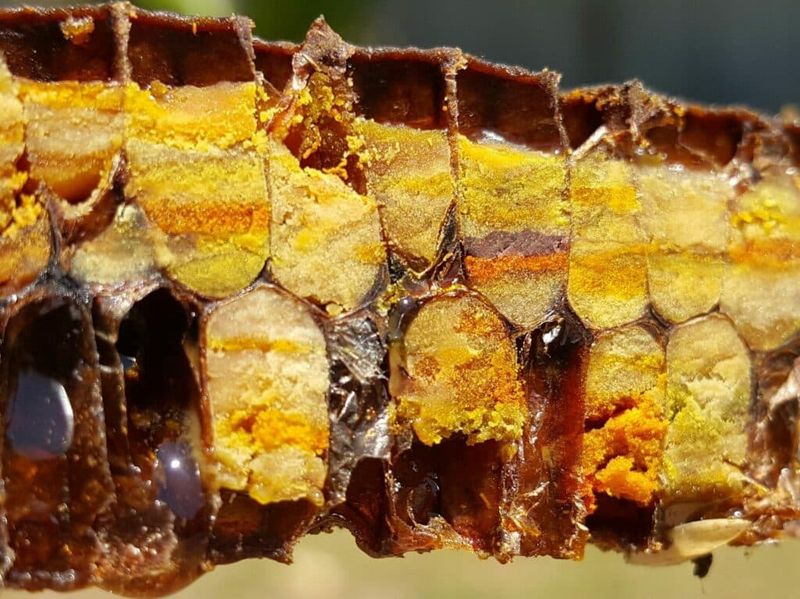 Pollen Packers: The Protein Preservers