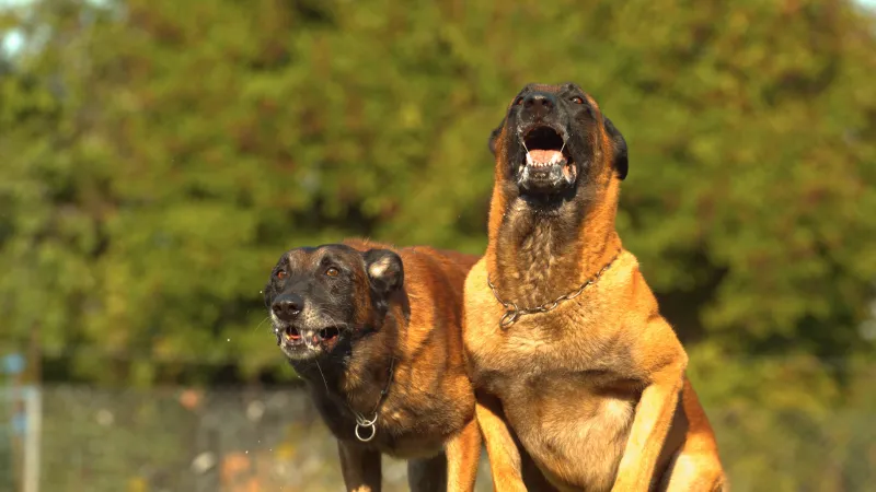 Barking Tendencies