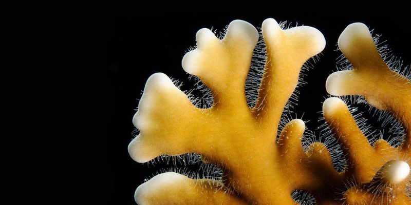 Fire Coral