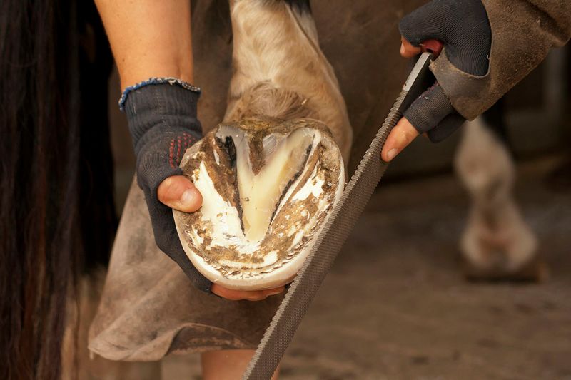 Using Incorrect Hoof Picks