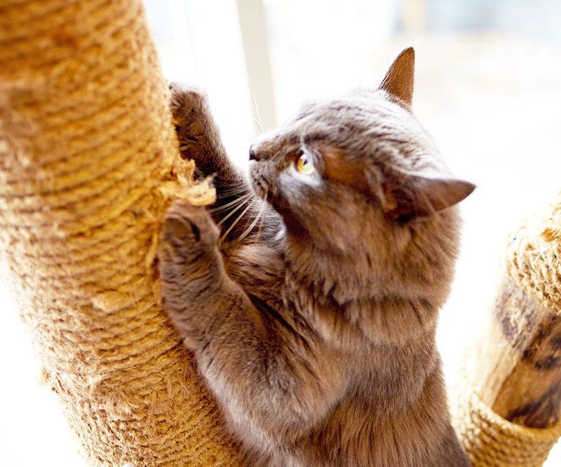 Buying Just One Scratching Post