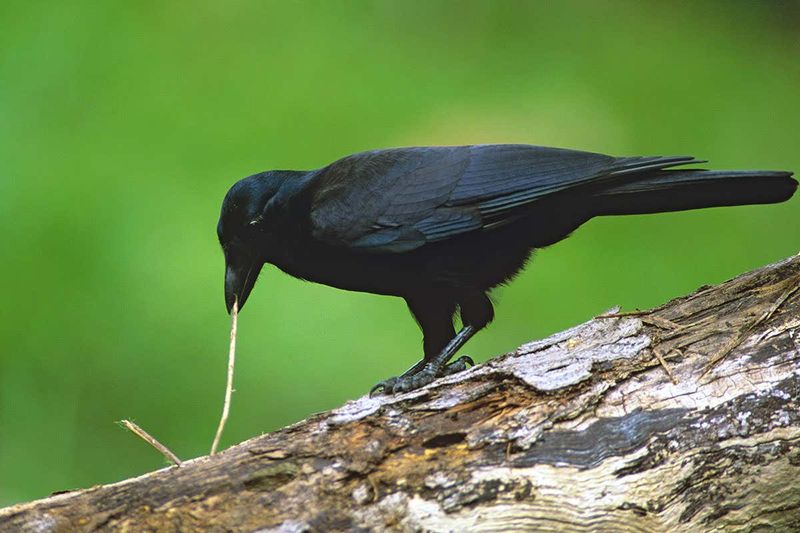 Charismatic Crows