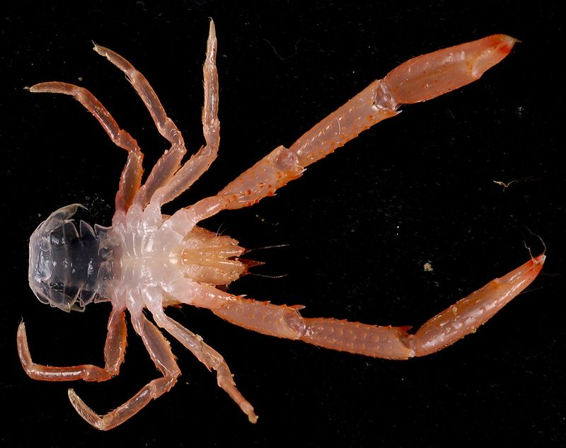 Volcanic Ridge-Dwelling Armored Crustaceans