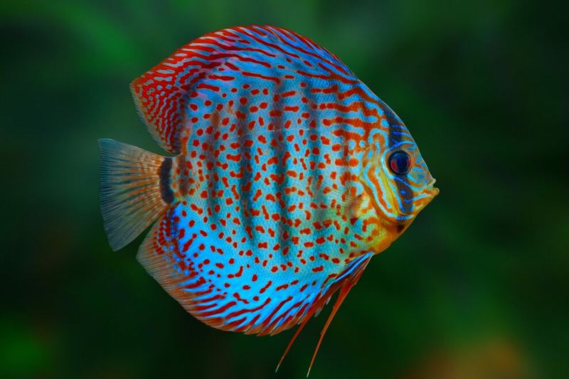 Discus Fish - The Fussy Aristocrats