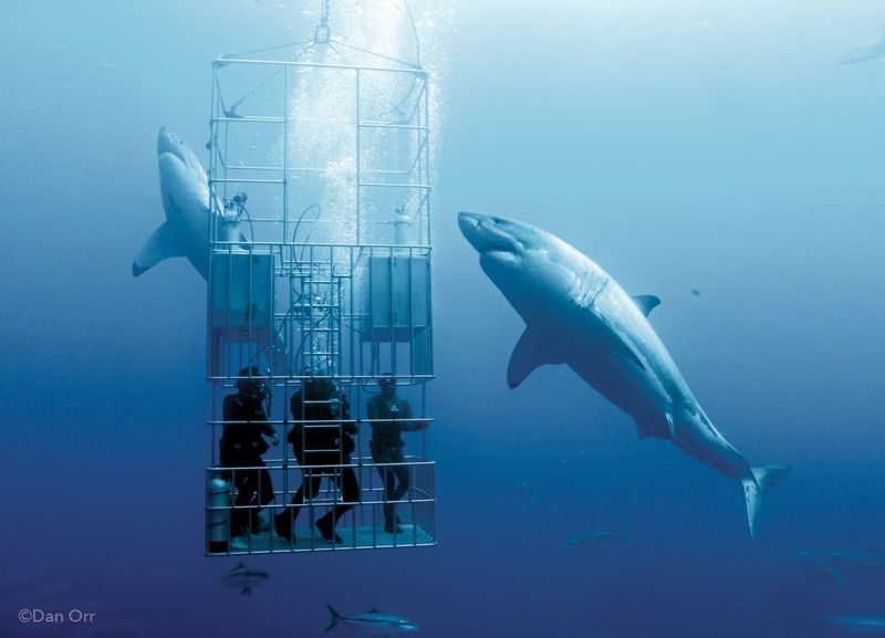 Guadalupe Island, Mexico - Close Encounters