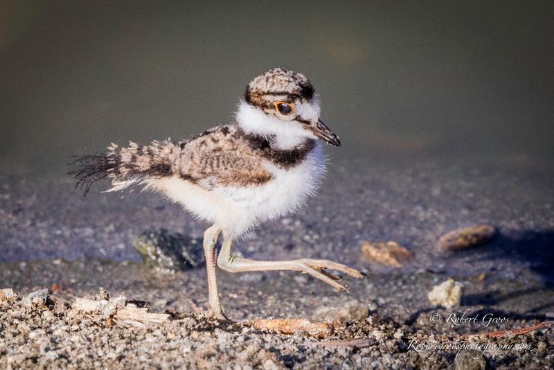 Fast-Track Flyers: Killdeer Chicks Leave Within Hours