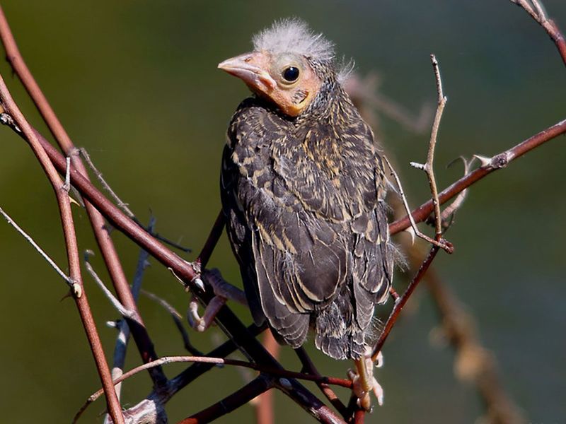 Danger Zone: Most Birds Don’t Survive Long After Leaving The Nest
