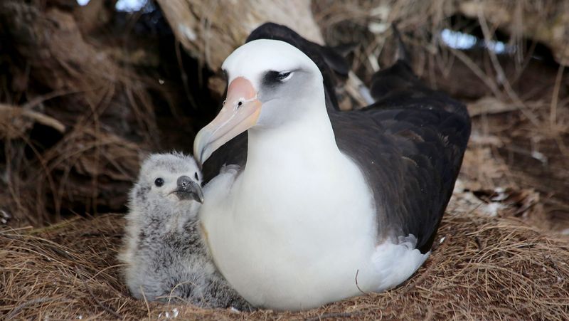 Parental Paradise: Albatross Chicks Stay For 9 Months