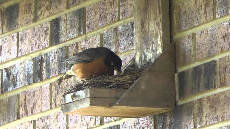 Strategic Nest Placement