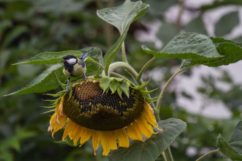 Sunflower Patches