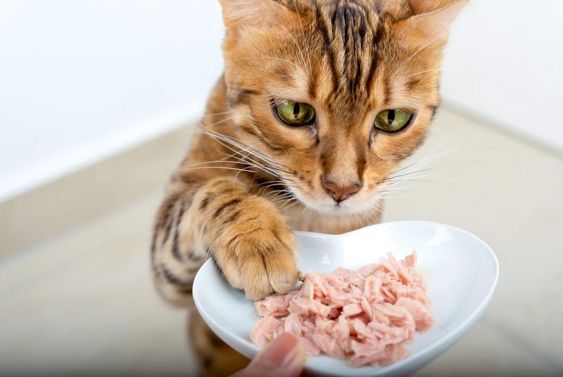 Nutritional Influence