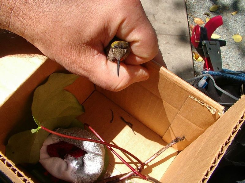 Set Up A Temporary Shelter For The Hummingbird