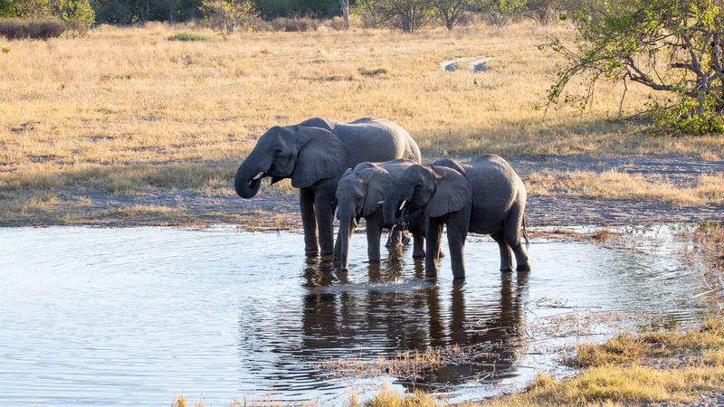 Respect Their Watering Holes