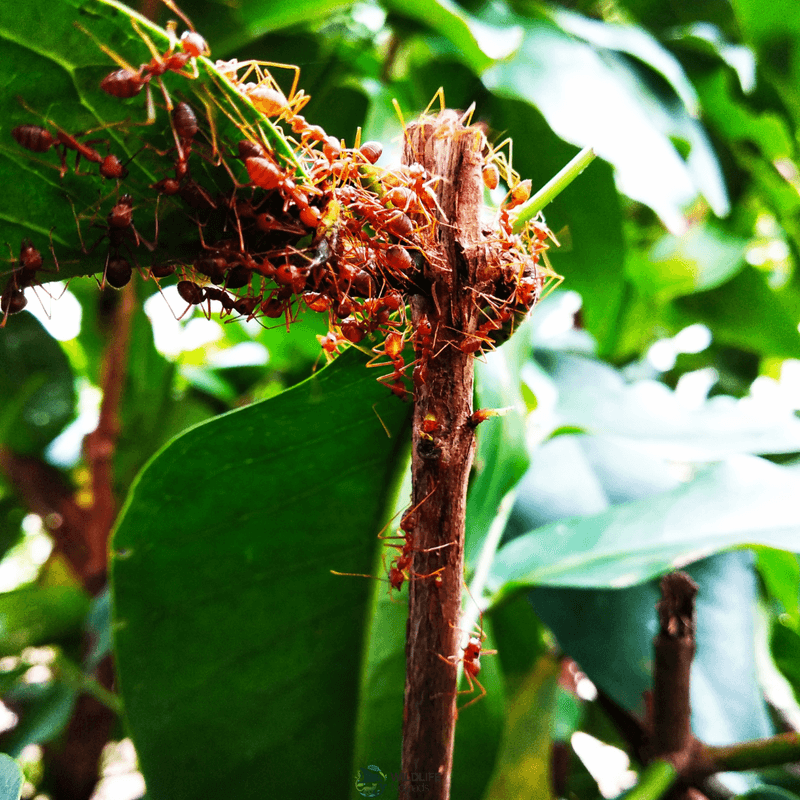 Adapting to Nature: Weaver Ants Change Their Nest Designs
