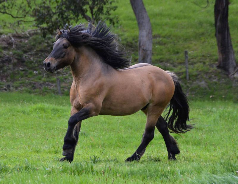 Highland Pony: Scotland's Gentle Giant