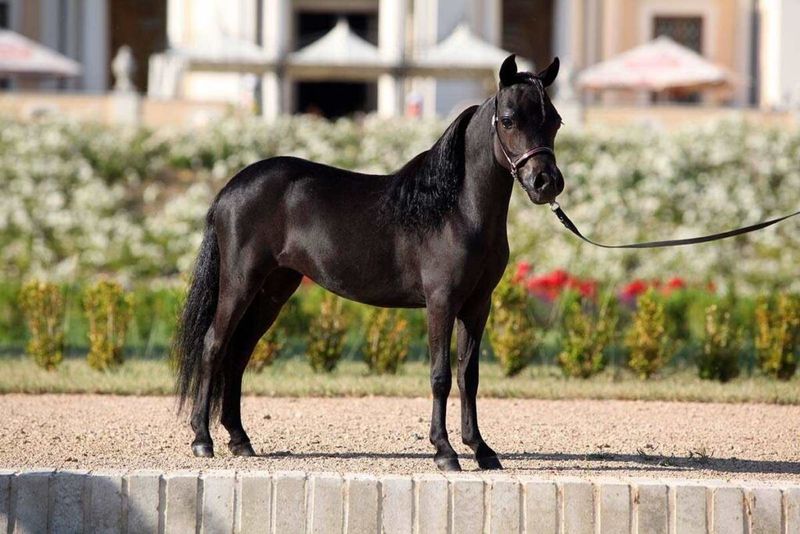 American Miniature Horse