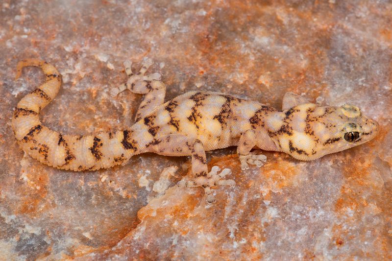 The Unique Habitat Of The New Gecko