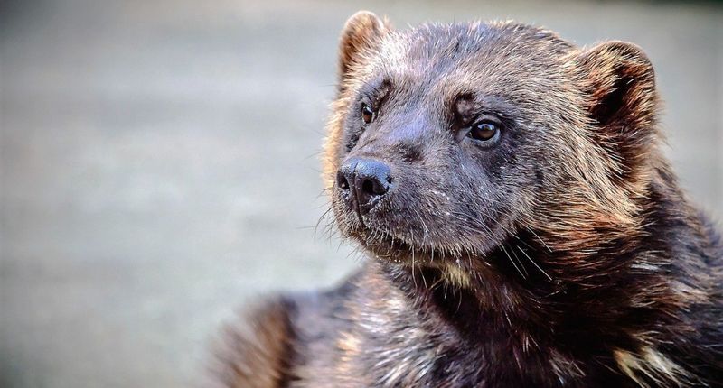 Washington's Secretive Wolverines