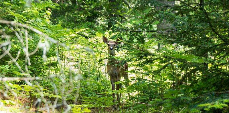New York – Adirondack Mountains