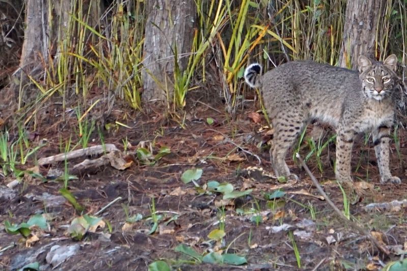 Georgia's Forest Phantoms