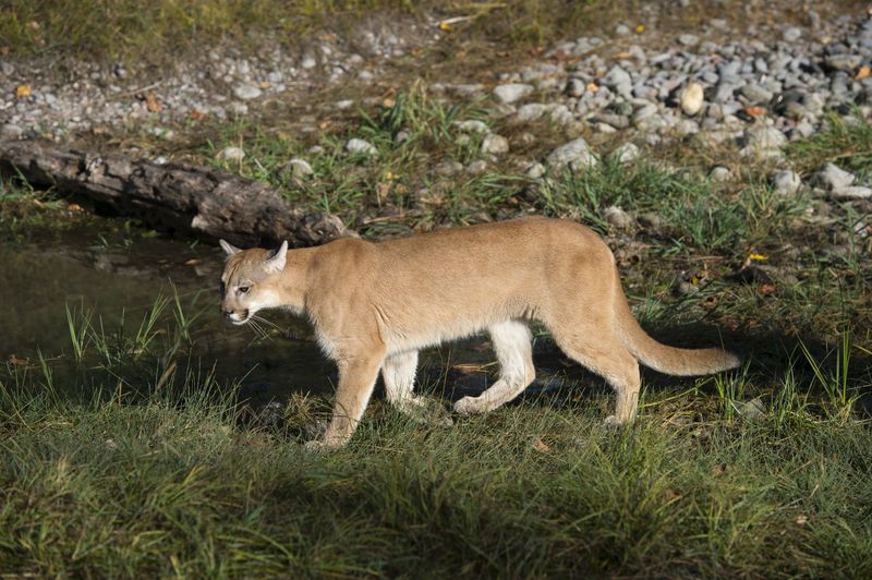 Texas' Shadowy Pumas