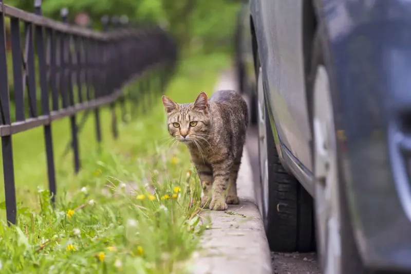 Increased Neighborhood Traffic
