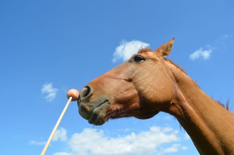 Clicker Training Develops Intelligence