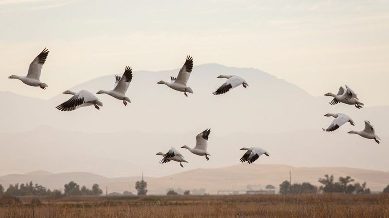 Pacific Flyway Shifts
