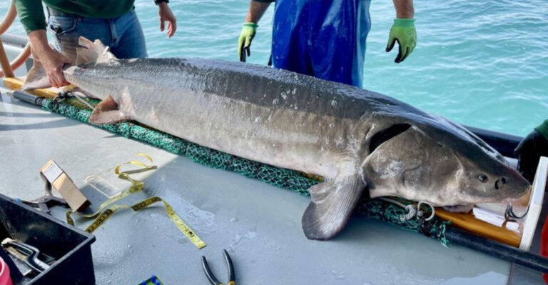 New State Record: 15 Astonishing Facts About The Record-Breaking Lake St. Clair Sturgeon
