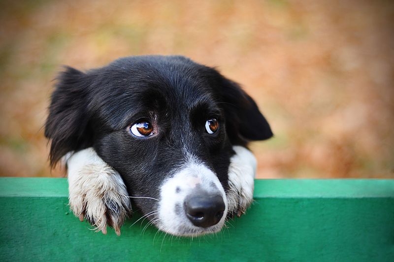 Texas Gives Pet Owners Freedom