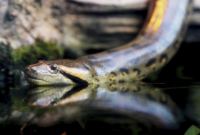 Illinois' Green Anaconda