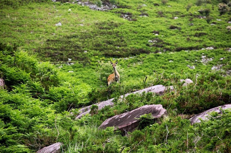 Ireland's Wildlife Wonderland