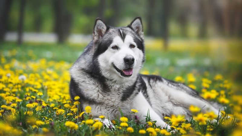 Alaskan Malamute